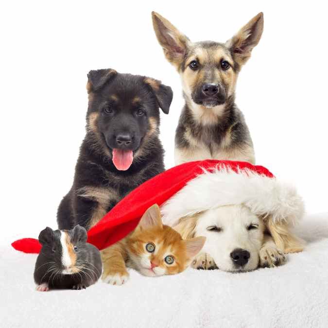 Pet Supplies Category Image