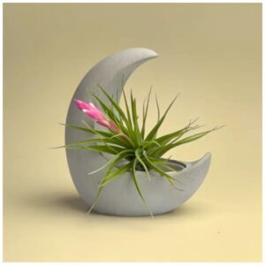 Half moon air plant holder – smooth concrete crescent planter for Tillandsia.