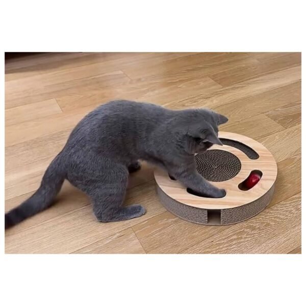 Kitten batting at the rolling soccer ball with its paws, actively engaged in the toy