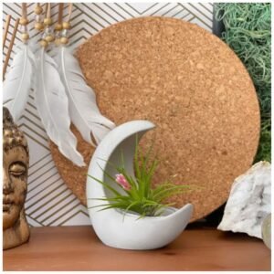 Half moon air plant holder – smooth concrete crescent planter for Tillandsia.