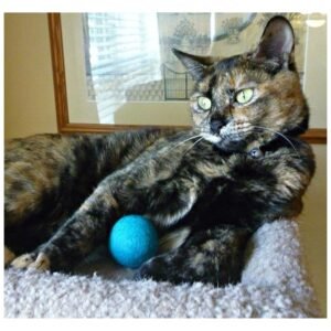 Happy cat batting and playing with colorful wool felt balls, enjoying interactive fun."