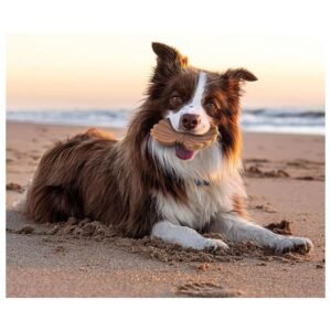 Happy dog enjoying chew toy on the beach, perfect for outdoor play
