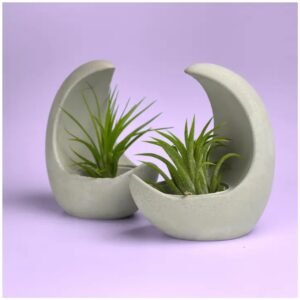 Half moon air plant holder – smooth concrete crescent planter for Tillandsia.
